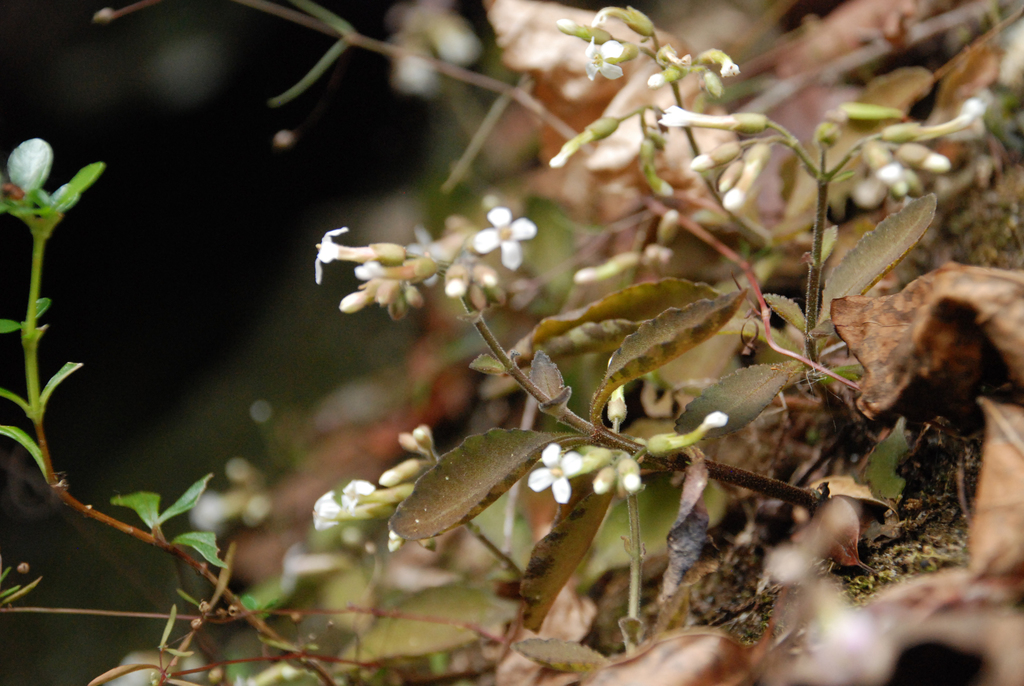 Kalanchoe bouvetii: Kalanchoe bouvetii
