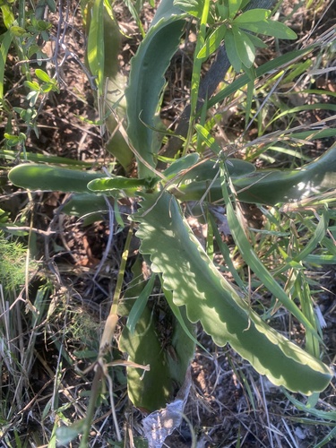 Kalanchoe brachyloba (Kalanchoe brachyloba)