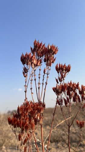 Kalanchoe brachyloba (Kalanchoe brachyloba)