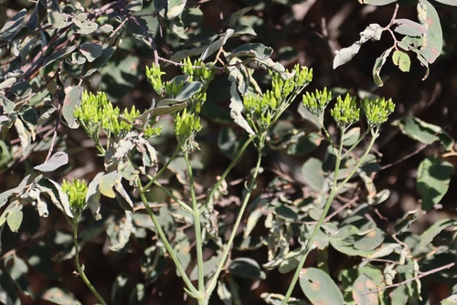Kalanchoe brachyloba (Kalanchoe brachyloba)
