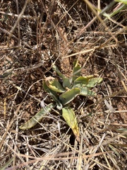 Kalanchoe brachyloba (Kalanchoe brachyloba)
