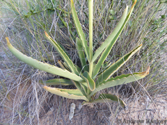 Kalanchoe brachyloba (Kalanchoe brachyloba)