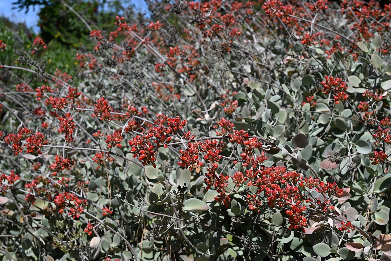 Kalanchoe bracteata: Kalanchoe bracteata in the Fullerton Arboretum