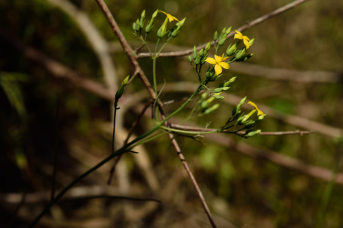 Kalanchoe ceratophylla (Kalanchoe ceratophylla)