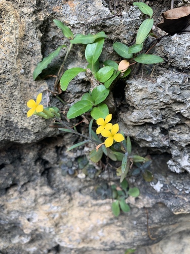 Kalanchoe ceratophylla (Kalanchoe ceratophylla)