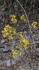 Kalanchoe ceratophylla (Kalanchoe ceratophylla)