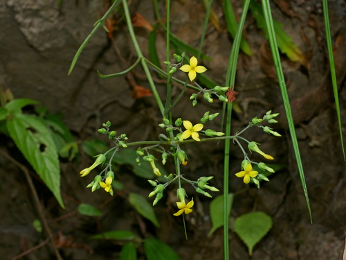 Kalanchoe ceratophylla (Kalanchoe ceratophylla)