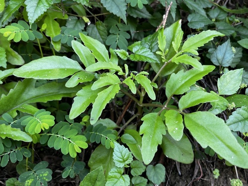Kalanchoe ceratophylla (Kalanchoe ceratophylla)