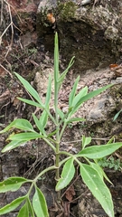 Kalanchoe ceratophylla (Kalanchoe ceratophylla)