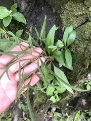 Kalanchoe ceratophylla (Kalanchoe ceratophylla)