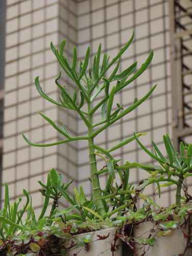Kalanchoe ceratophylla (Kalanchoe ceratophylla)