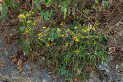 Kalanchoe ceratophylla (Kalanchoe ceratophylla)
