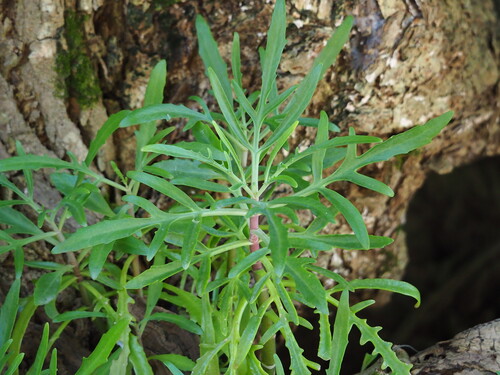 Kalanchoe ceratophylla (Kalanchoe ceratophylla)