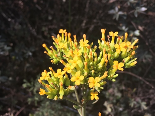 Kalanchoe crenata (Kalanchoe crenata)