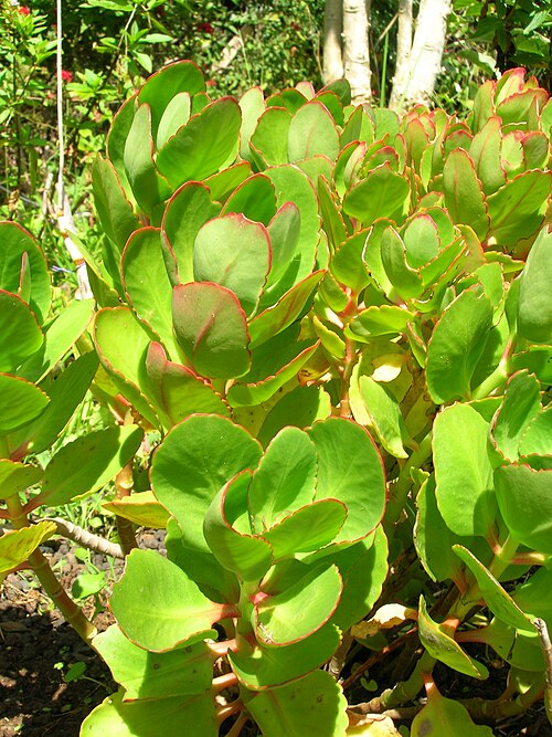 Kalanchoe crenata: Kalanchoe crenata (leaves). Location: Maui, Enchanting Floral Gardens of Kula