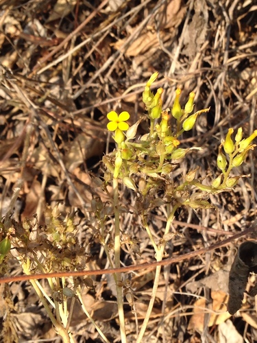 Kalanchoe crenata (Kalanchoe crenata)