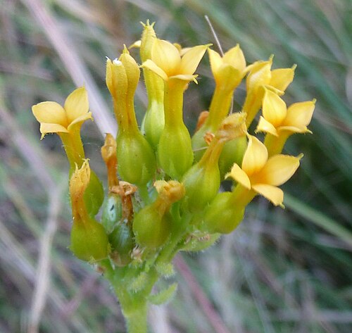 Kalanchoe crenata: Yellow hairy kalanchoe in Krantzkloof Nature Reserve, KwaZulu-Natal