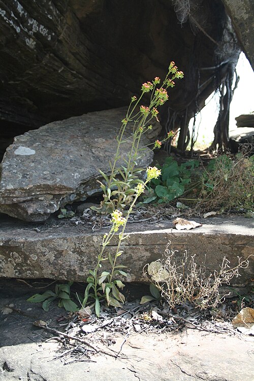 Kalanchoe crenata: Kalanchoe crenata on a sandstone hill next to Tambarga, Burkina Faso