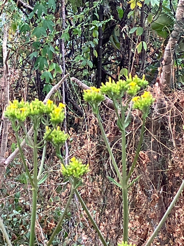 Kalanchoe crenata (Kalanchoe crenata)