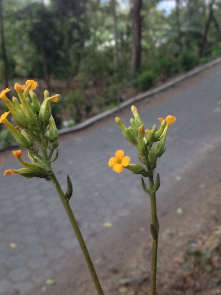 Kalanchoe crenata (Kalanchoe crenata)