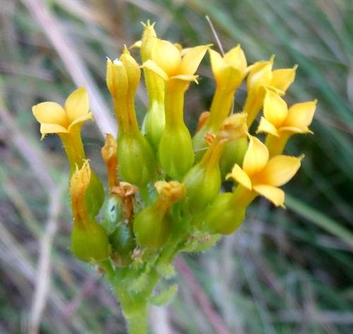 Kalanchoe crenata (Kalanchoe crenata)