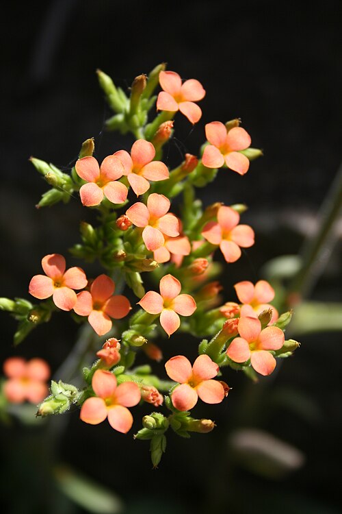 Kalanchoe crenata: Kalanchoe crenata on a sandstone hill next to Tambarga, Burkina Faso