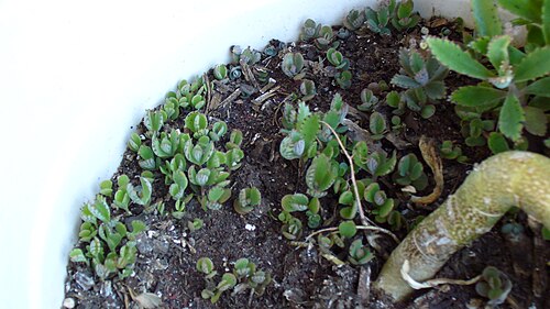 Devil's backbone: Close-up of new plantlets - kalanchoe daigremontiana