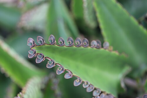 Devil's backbone: Kalanchoe, Hortus botanicus Leiden, Netherlands