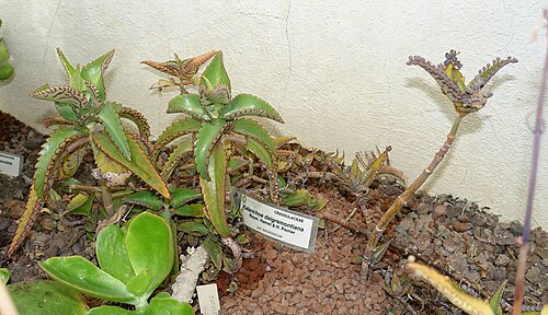 Devil's backbone: Botanical specimen in the Orto botanico - Rome, Italy.