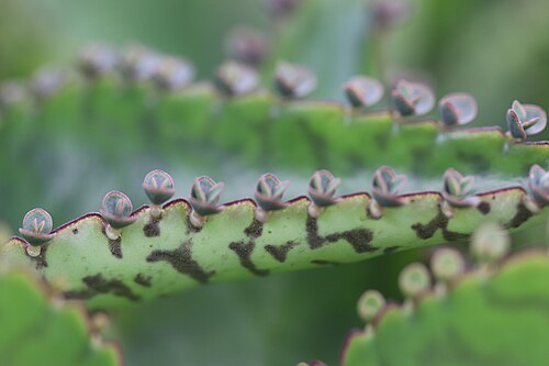 Devil's backbone: Kalanchoe, Hortus botanicus Leiden, Netherlands