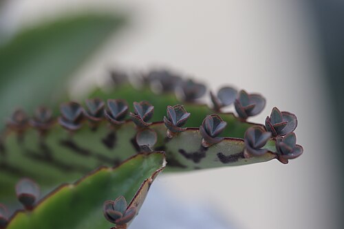 Devil's backbone: Kalanchoe, Hortus botanicus Leiden, Netherlands