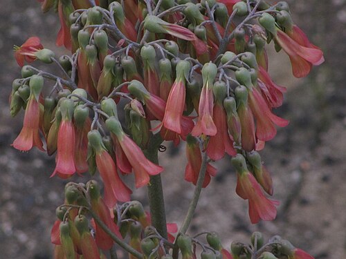 Devil's backbone: Infiorescenza annuale