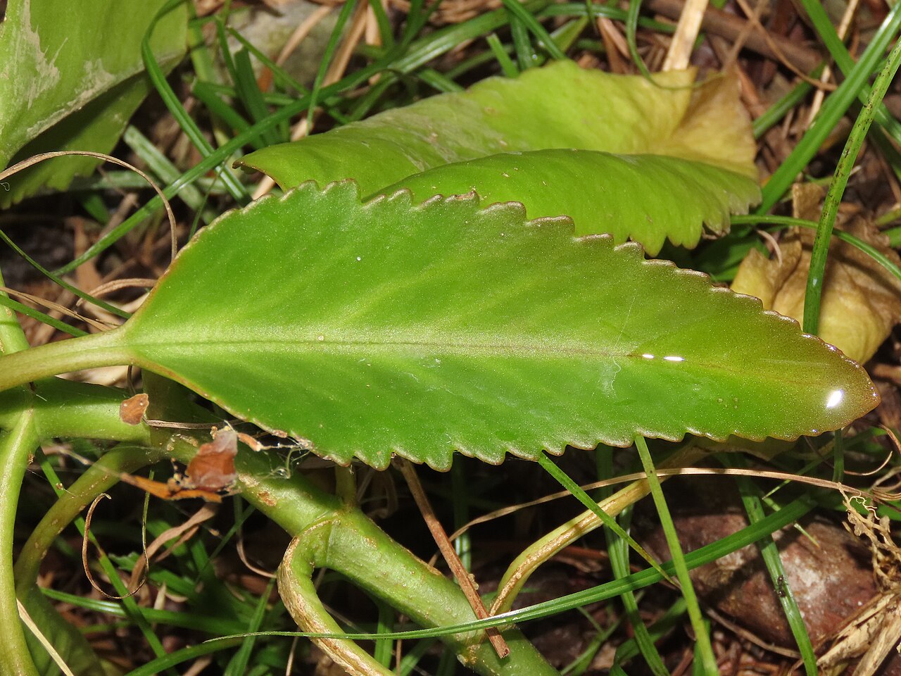 Kalanchoe deficiens: Kalanchoe integra in Taiwan