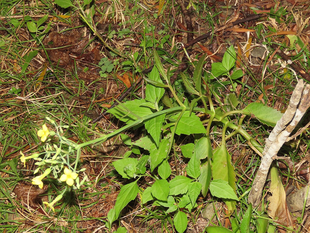 Kalanchoe deficiens: Kalanchoe integra in Taiwan