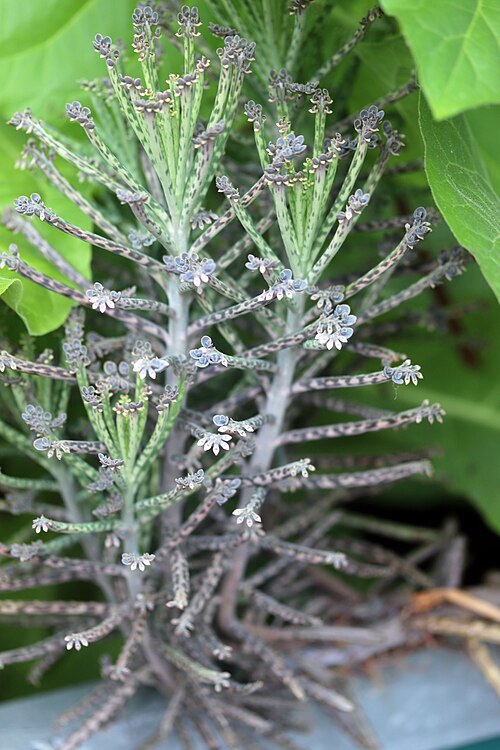 Chandelier plant: Kalanchoe, Hortus Botanicus Leiden, Netherlands