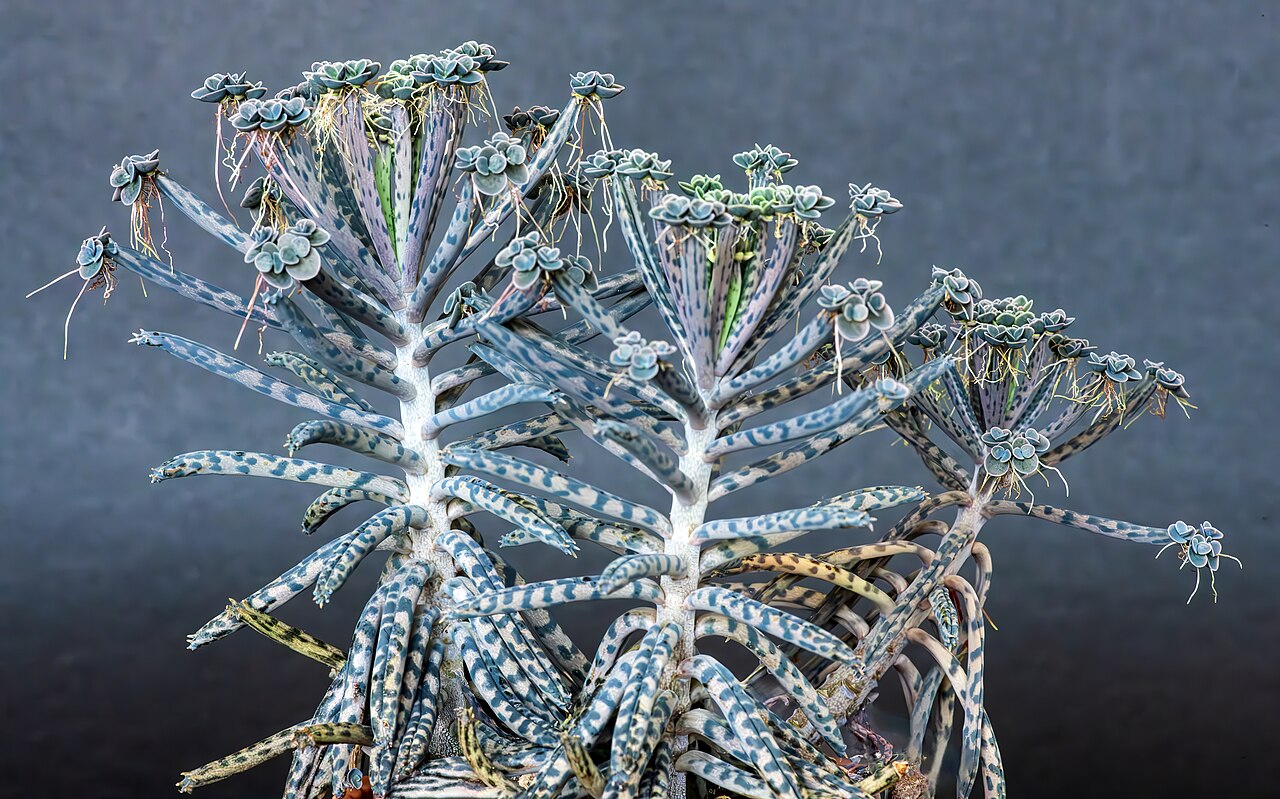 Chandelier plant: Kalanchoe delagoensis - Leaves. It is able to propagate vegetatively from plantlets that develop on its leaf margins.