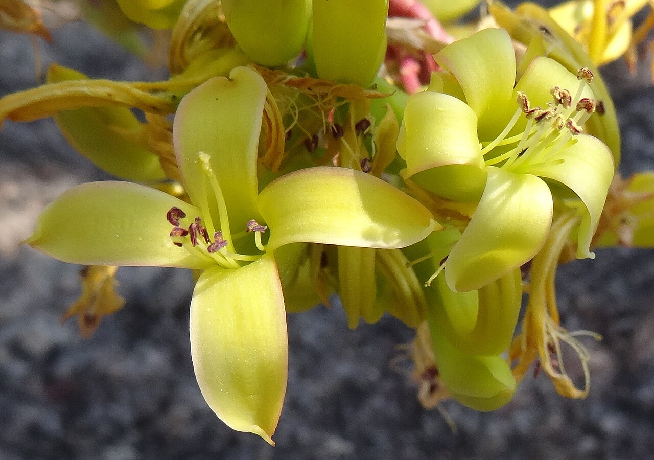 Kalanchoe elizae: On Mount Ribaue, Northern Mozambique.