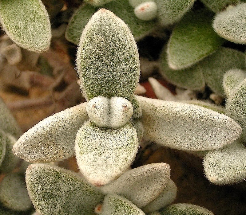 Kalanchoe eriophylla: Kalanchoe eriophylla