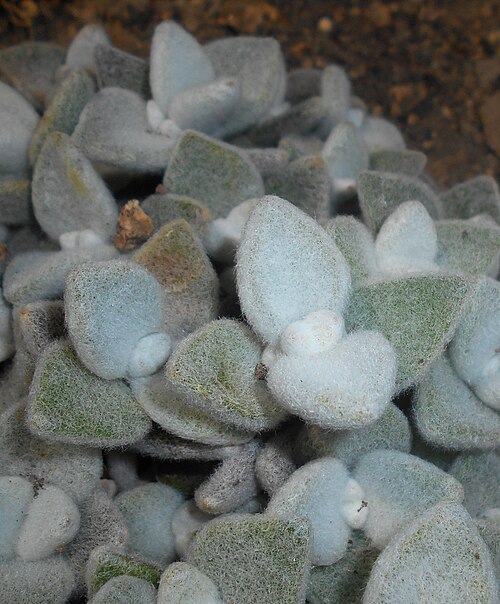 Kalanchoe eriophylla: Kalanchoe eriophylla , Botanischer Garten Berlin.