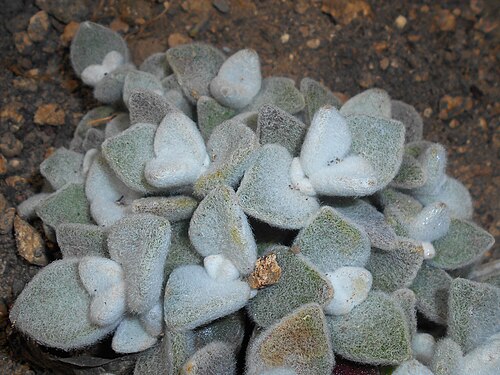 Kalanchoe eriophylla: Kalanchoe eriophylla , Botanischer Garten Berlin.
