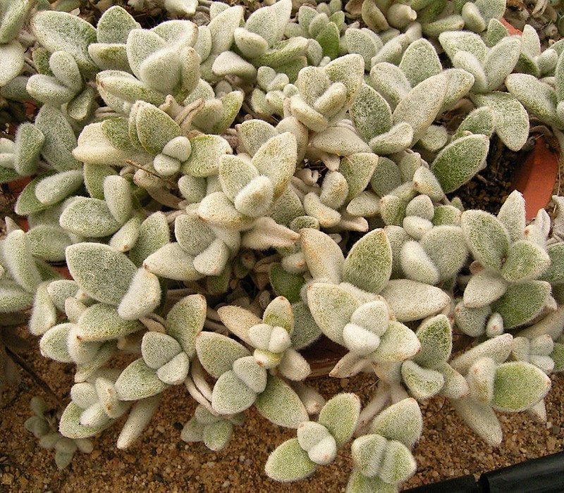 Kalanchoe eriophylla: Kalanchoe eriophylla