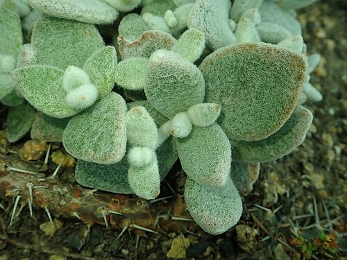 Kalanchoe eriophylla: Kalanchoe eriophylla , botanical garden in Berlin.