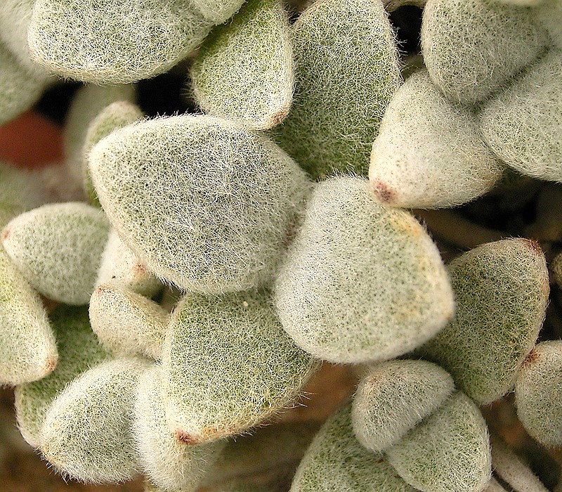 Kalanchoe eriophylla: Kalanchoe eriophylla