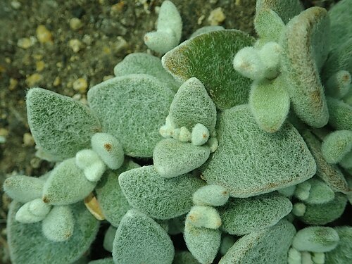 Kalanchoe eriophylla: Kalanchoe eriophylla , botanical garden in Berlin.