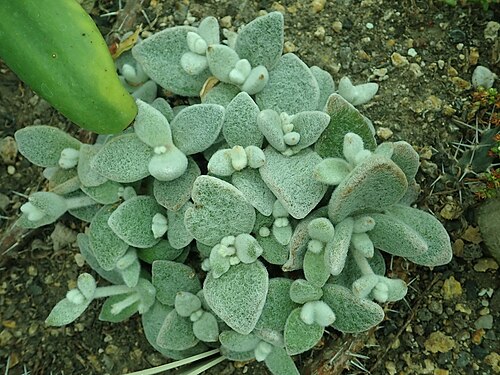 Kalanchoe eriophylla: Kalanchoe eriophylla , botanical garden in Berlin.