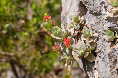 Kalanchoe farinacea (Kalanchoe farinacea)