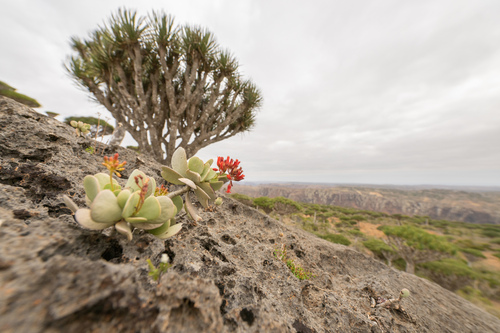 Kalanchoe farinacea (Kalanchoe farinacea)