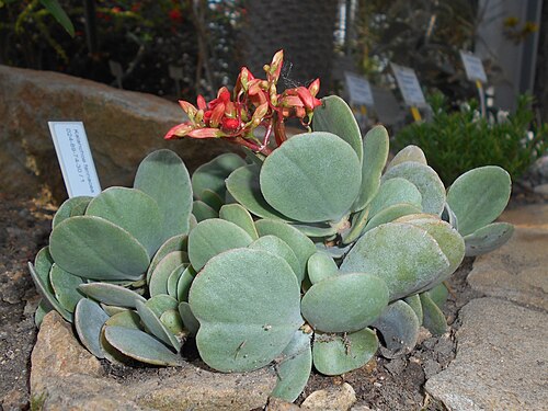 Kalanchoe farinacea: Kalanchoe farinacea , Botanischer Garten Berlin.