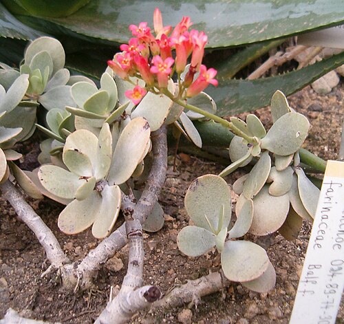 Kalanchoe farinacea: Location: Botanical Gardens Berlin Dahlem Xerophyt