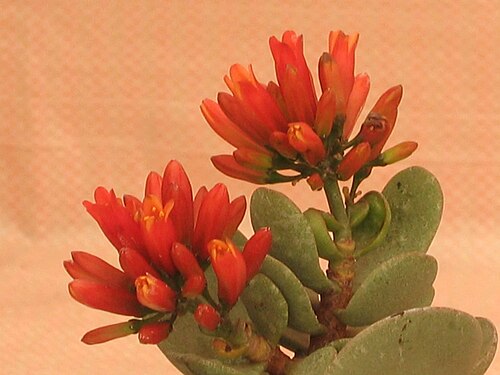Kalanchoe farinacea: 元貝葉 Kalanchoe farinacea [香港花展 Hong Kong Flower Show]